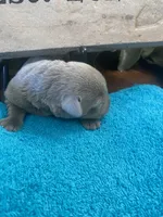 Diamond, a female Labrador Retriever for sale in Panama City Beach, FL – Photo 7 of 10
