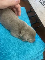 Diamond, a female Labrador Retriever for sale in Panama City Beach, FL – Photo 8 of 10