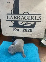 Diamond, a female Labrador Retriever for sale in Panama City Beach, FL – Photo 6 of 10