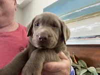 Diamond, a female Labrador Retriever for sale in Panama City Beach, FL – Photo 4 of 9