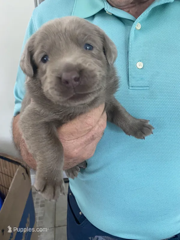Diamond – Labrador Retriever puppy for sale in Panama City Beach, FL