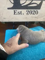 Diamond, a female Labrador Retriever for sale in Panama City Beach, FL – Photo 3 of 10