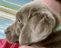 Diamond, a female Labrador Retriever for sale in Panama City Beach, FL – Photo 3 of 9