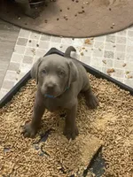 Diamond, a female Labrador Retriever for sale in Panama City Beach, FL – Photo 9 of 9