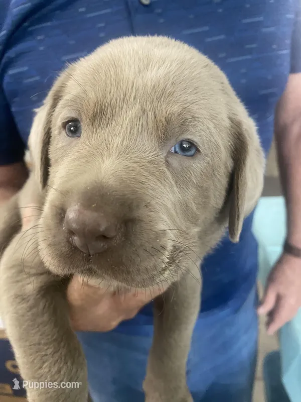 Diamond – Labrador Retriever puppy for sale in Panama City Beach, FL