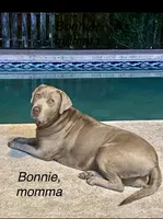 Diamond, a female Labrador Retriever for sale in Panama City Beach, FL – 9 of 10
