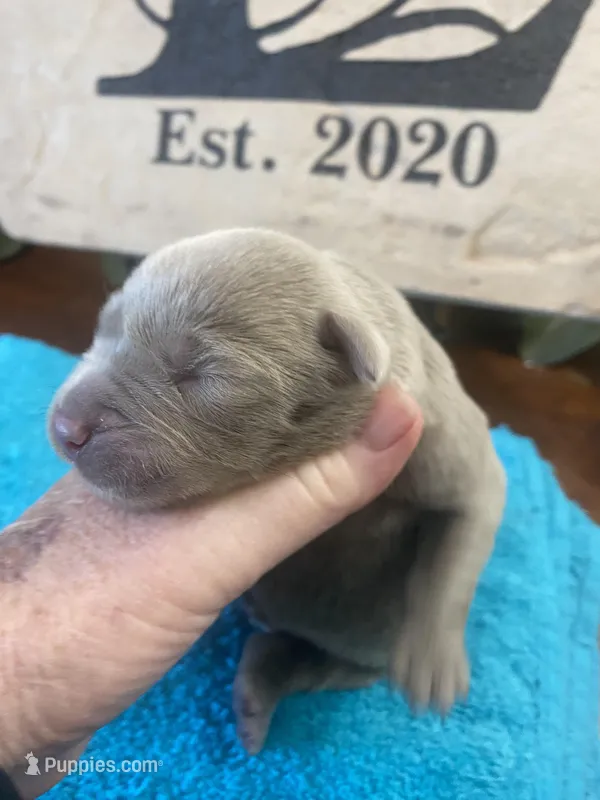 Diamond – Labrador Retriever puppy for sale in Panama City Beach, FL