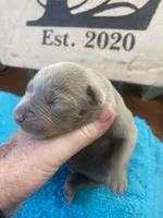 Diamond, a female Labrador Retriever for sale in Panama City Beach, FL – Photo 1 of 10