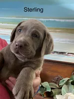 Diamond, a female Labrador Retriever for sale in Panama City Beach, FL – Photo 2 of 9