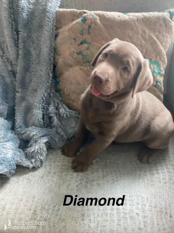 Diamond – Labrador Retriever puppy on hold in Panama City Beach, FL