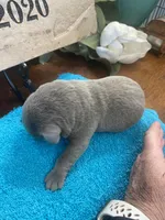 Diamond, a female Labrador Retriever for sale in Panama City Beach, FL – Photo 2 of 10