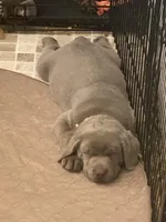 Diamond, a female Labrador Retriever for sale in Panama City Beach, FL – Photo 6 of 9