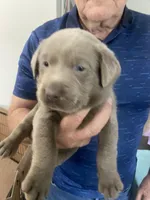 Diamond, a female Labrador Retriever for sale in Panama City Beach, FL – Photo 5 of 9