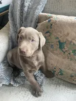 Diamond, a female Labrador Retriever for sale in Panama City Beach, FL – 2 of 10