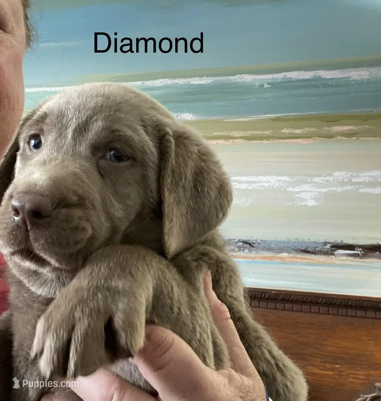 Diamond – Labrador Retriever puppy for sale in Panama City Beach, FL