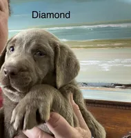 Diamond, a female Labrador Retriever for sale in Panama City Beach, FL – Photo 1 of 9