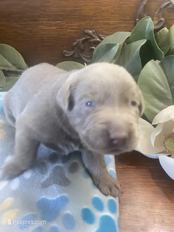 Diamond – Labrador Retriever puppy for sale in Panama City Beach, FL