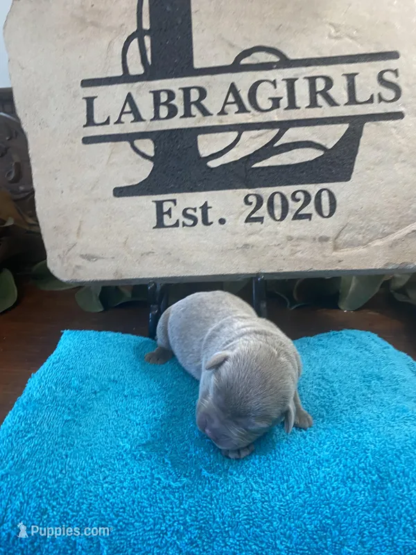 Pearl – Labrador Retriever puppy for sale in Panama City Beach, FL