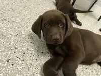 Lindt, a male Labrador Retriever for sale in Panama City Beach, FL – Photo 7 of 10