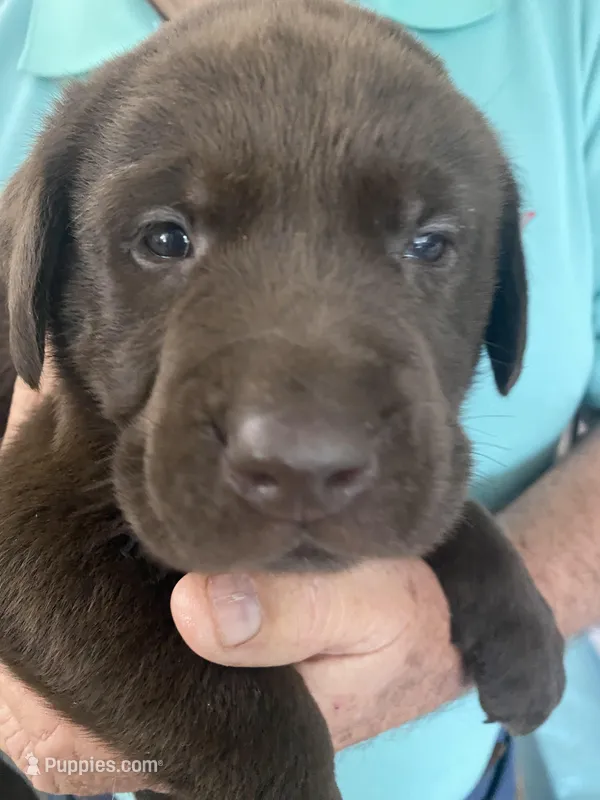 Lindt – Labrador Retriever puppy for sale in Panama City Beach, FL