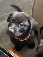 Lindt, a male Labrador Retriever for sale in Panama City Beach, FL – Photo 3 of 10