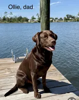 Lindt, a male Labrador Retriever for sale in Panama City Beach, FL – Photo 10 of 10