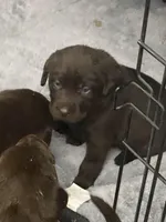 Lindt, a male Labrador Retriever for sale in Panama City Beach, FL – Photo 5 of 10