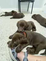 Lindt, a male Labrador Retriever for sale in Panama City Beach, FL – Photo 6 of 10