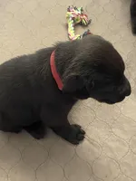 Lindt, a male Labrador Retriever for sale in Panama City Beach, FL – Photo 8 of 10