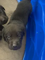 Lindt, a male Labrador Retriever for sale in Panama City Beach, FL – Photo 6 of 10