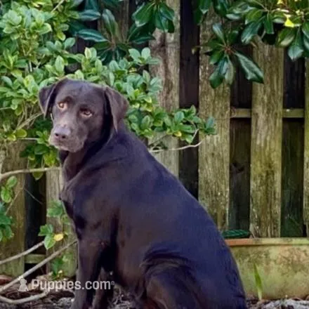 Lindt, a male Labrador Retriever for sale in Panama City Beach, FL – Photo 9 of 10