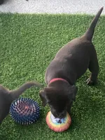 Lindt, a male Labrador Retriever for sale in Panama City Beach, FL – Photo 8 of 10