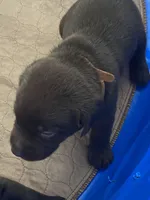 Lindt, a male Labrador Retriever for sale in Panama City Beach, FL – Photo 7 of 10