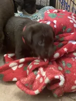 Lindt, a male Labrador Retriever for sale in Panama City Beach, FL – Photo 4 of 10