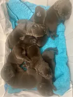 Lindt, a male Labrador Retriever for sale in Panama City Beach, FL – Photo 10 of 10