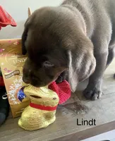 Lindt, a male Labrador Retriever for sale in Panama City Beach, FL – Photo 2 of 10