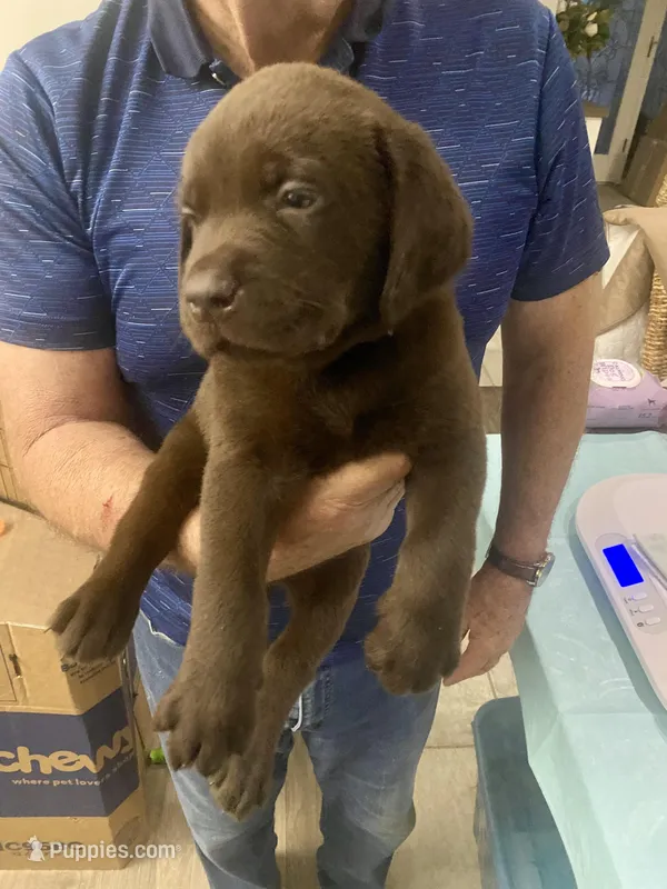 Lindt – Labrador Retriever puppy for sale in Panama City Beach, FL