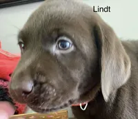 Lindt, a male Labrador Retriever for sale in Panama City Beach, FL – Photo 4 of 10