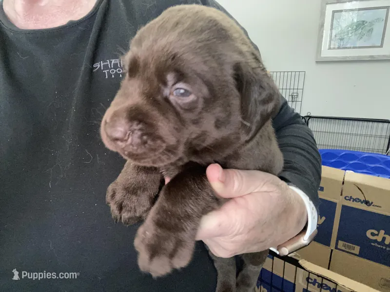 Lindt – Labrador Retriever puppy for sale in Panama City Beach, FL