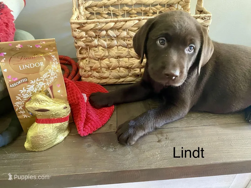 Lindt – Labrador Retriever puppy for sale in Panama City Beach, FL