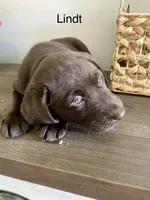 Lindt, a male Labrador Retriever for sale in Panama City Beach, FL – Photo 5 of 10