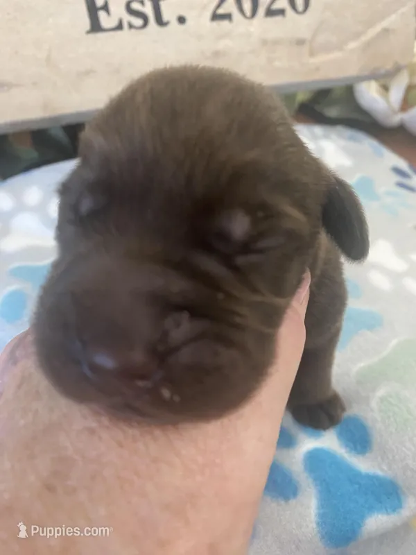 Lindt – Labrador Retriever puppy for sale in Panama City Beach, FL
