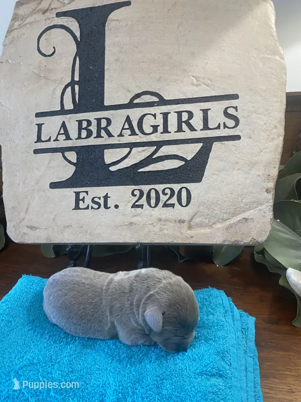 Titanium – Labrador Retriever puppy for sale in Panama City Beach, FL