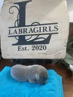 Titanium, a male Labrador Retriever for sale in Panama City Beach, FL – Photo 1 of 7