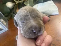 Titanium, a male Labrador Retriever for sale in Panama City Beach, FL – Photo 3 of 8