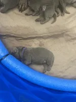 Titanium, a male Labrador Retriever for sale in Panama City Beach, FL – Photo 8 of 8