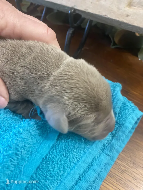 Titanium – Labrador Retriever puppy for sale in Panama City Beach, FL