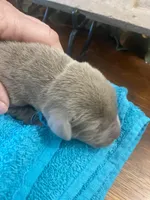 Titanium, a male Labrador Retriever for sale in Panama City Beach, FL – Photo 2 of 7