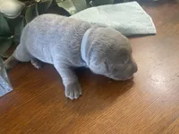 Titanium, a male Labrador Retriever for sale in Panama City Beach, FL – Photo 2 of 8