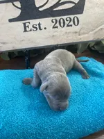 Titanium, a male Labrador Retriever for sale in Panama City Beach, FL – Photo 5 of 7